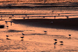 Baie a marÈe basse<br>NIKON D4, 500 mm, 1400 ISO,  1/640 sec,  f : 9 